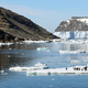 Penguins romping about on a slab of ice in the Danger Islands.